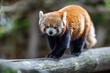 A red panda walking on a tree