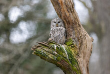 Ural Owl Resting In A Tree