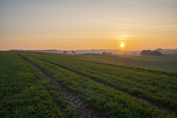 Wall Mural - sunrise over a green farmland