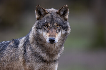 Wall Mural - grey wolf in the forest