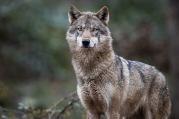 Wall Mural - grey wolf in the forest