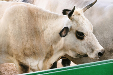 Wall Mural - Cute white cows on farm