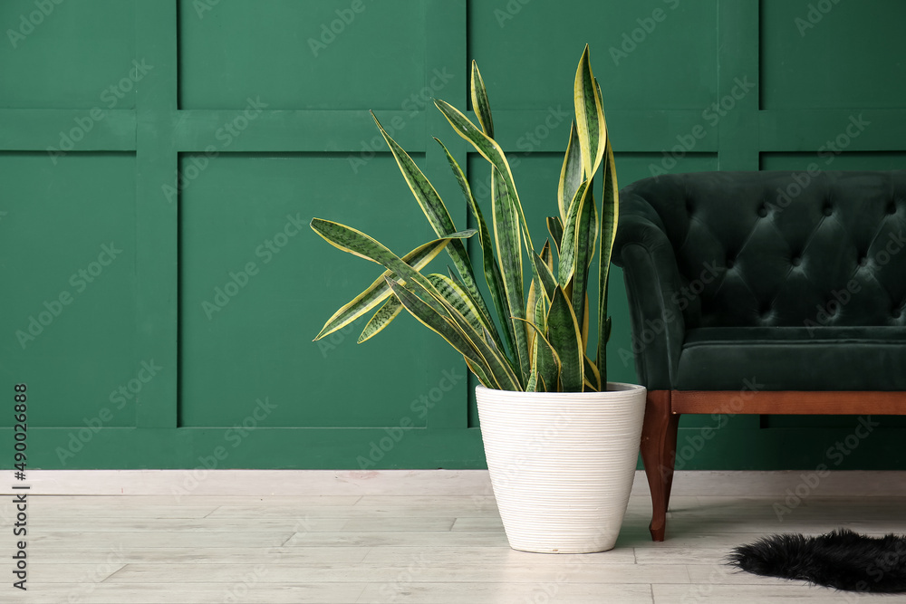 Beautiful houseplant and sofa near green wall
