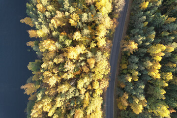 Wall Mural - Road in autumn forest next to lake