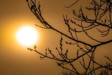 Poster - environnement soleil planete climat rechauffement climatique carbone arbre bois vegetation