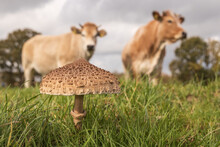 Large Mushroom In Green Grass In Foreground With Two Cows In A Blurred Background