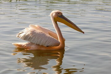 Ein Rosapelikan (Pelecanus onocrotalus) auf einem See in Äthiopien.