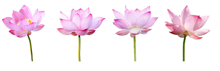 Wall Mural - Lotus flower collections isolated on white background. File contains with clipping path.