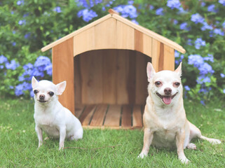 Wall Mural - two different size  short hair  Chihuahua dogs sitting in front of  wooden dog house, smiling and looking at camera. Purple flowers garden background.