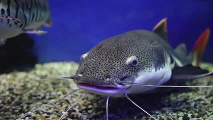 Wall Mural - catfish swims in an aquarium with a backlight