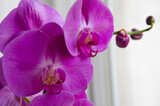 Fototapeta Storczyk - Macro flower. Orchid