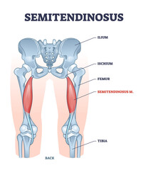 Poster - Semitendinosus muscle and leg bone anatomical structure outline diagram. Labeled educational scheme with medical titles and biological description vector illustration. Orthopedics inner skeleton.