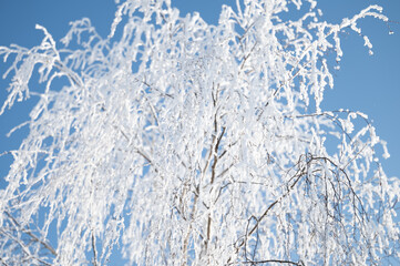 Wall Mural - trees after freezing rain