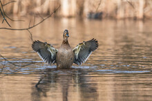 Mallard Duck, Anas Platyrhynchos, Wild Duck, Female On The Water
