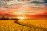 Fototapeta Zachód słońca - Beautiful summer landscape.