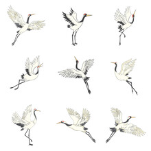 Set Of White Cranes In Different Positions, Collection Of Hand Drawn Japanese Birds Flying, Standing, Dancing.