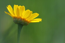 Yellow Daisy In Spring