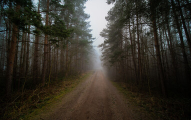 Canvas Print - country road in Pine forest in foggy weather