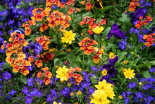 Multi Color Flowers In A City Planter