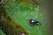 Great spotted woodpecker(Dendrocopos major)in flight carrying a worm with motion blur