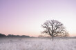 Morning winter landscape during sunrise serene pink atmosphere tree open field
