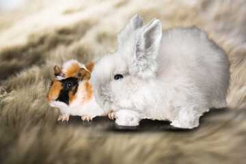 Canvas Print - hamster and rabbit sitting side by side, animal pet friendship concept