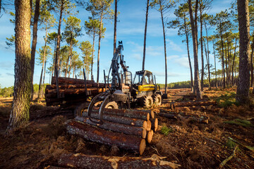 Sticker - porter or forwarder collecting pine trunks for storage