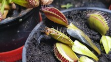 Cricket Trapped At Venus Flytrap Plant (Dionaea Muscipula), Carnivorous Plant In A Pot