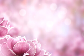 Wall Mural - close up of blooming pink magnolia flowers. spring vibes background