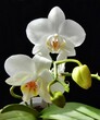 blühende Orchidee