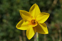 Yellow Daffodil In Green Spring Landscape