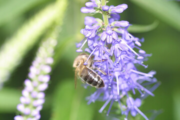 Sticker - bee apis - macro photography close up of insect in wild nature.