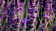 canvas print picture - Biene die Lavendel bestaeubt