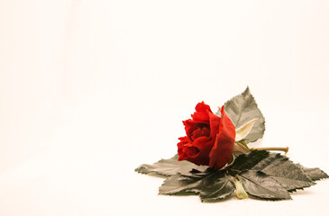 Wall Mural - a green leaf and a rose in a white background