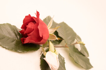 Wall Mural - a green leaf and a rose in a white background