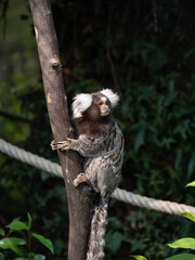 Sticker - Closeup of a common marmoset on the tree trunk