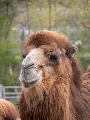 Wall Mural - Portrait of a camel living in the zoo