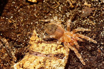 Canvas Print - Closeup shot of a tarantula spider on the ground