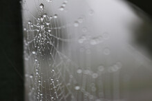 Closeup Of A Spiderweb Covered In Dewdrops
