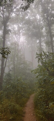 Canvas Print - Small narrow path in a forest