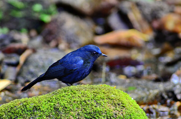 Sticker - Beautiful birds of Thailand, robins and redstarts