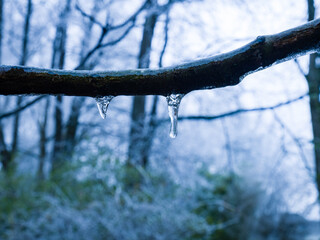 Wall Mural - Beautiful shot of a small tree limbs with ice drips