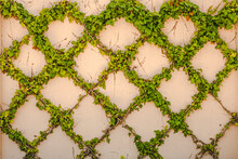 Closeup Of Green Ivy Growing On A Trellis On An Old Stucco Wall. Diamond Pattern Is Formed By Plants That Are Trimmed To Retain Their Proper Shape.
