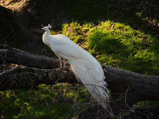 Wall Mural - Scenic view of a white peacock with a beautiful tail in the woods