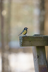 Poster - Close-up shot of a Great tit bird perched on a wooden fence on a blurred background