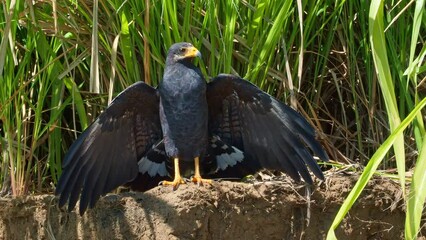 Wall Mural - common black hawk - buteogallus anthracinus a big dark bird of prey in the family accipitridae, form