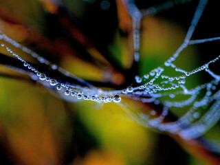 Sticker - Closeup shot of water droplets hanging on a spiderweb