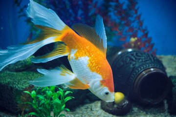 Wall Mural - Goldfish and albinos in an aquarium with blue background.