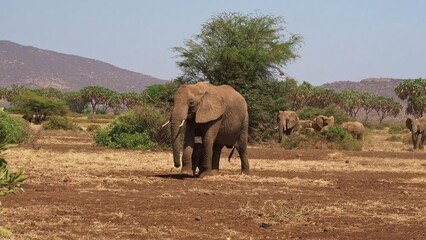 Wall Mural - African Bush Elephant - Loxodonta africana, herd of elephants with cubs walking in red dusty dry savannah,  Kenya Africa. Group of giant large animals with tusks and trunks feeding on the way.