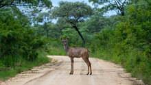 Brown Striped Female Kudu Cow In Kruger National Park, South Africa